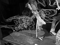 Kids-NYC_AMNH_3-2014 (147)